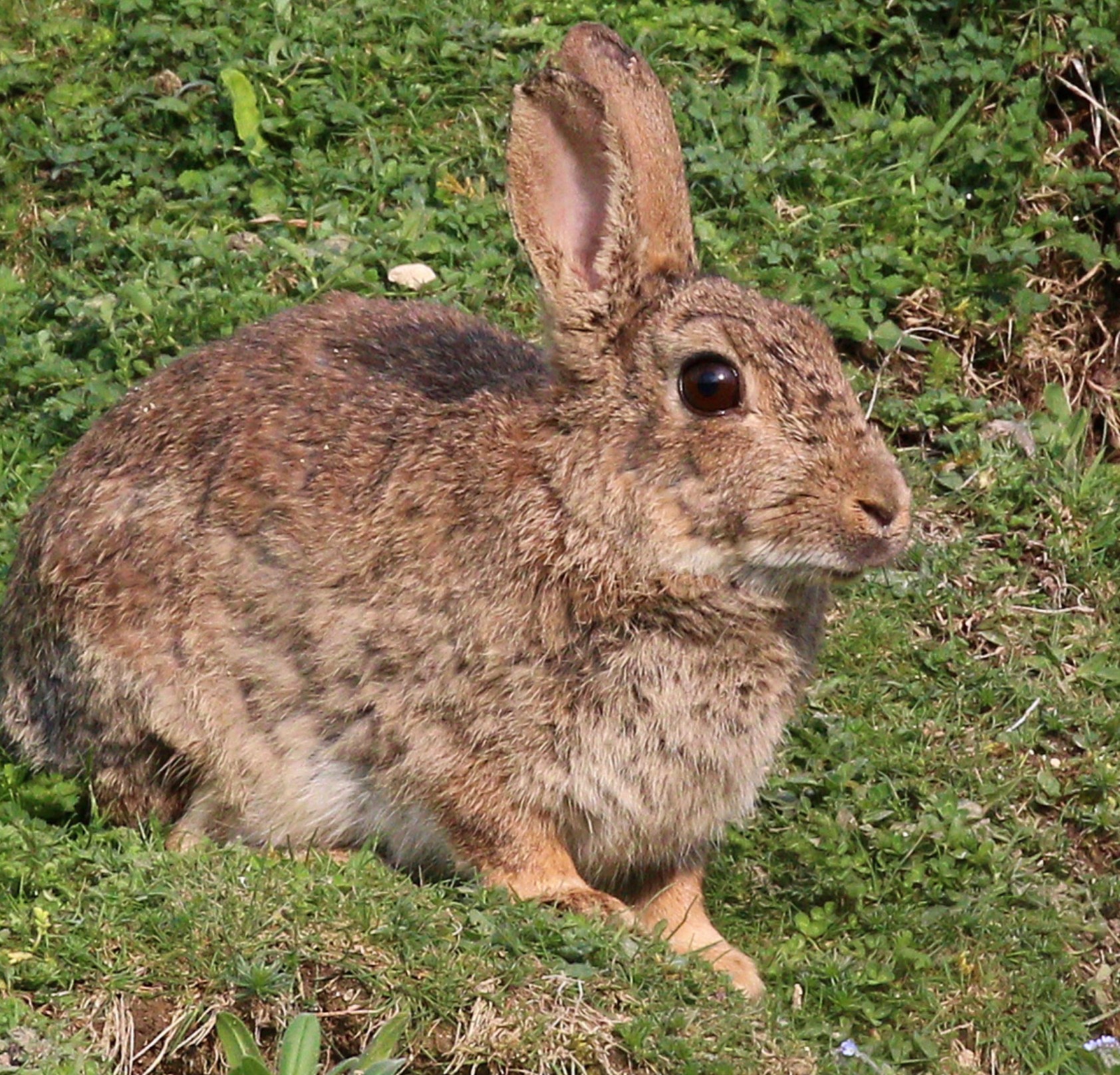 Rabbit, raw, meat only