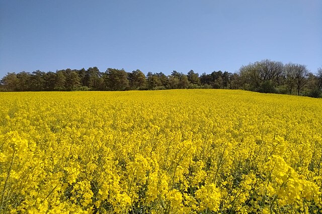 Oil, Rapeseed