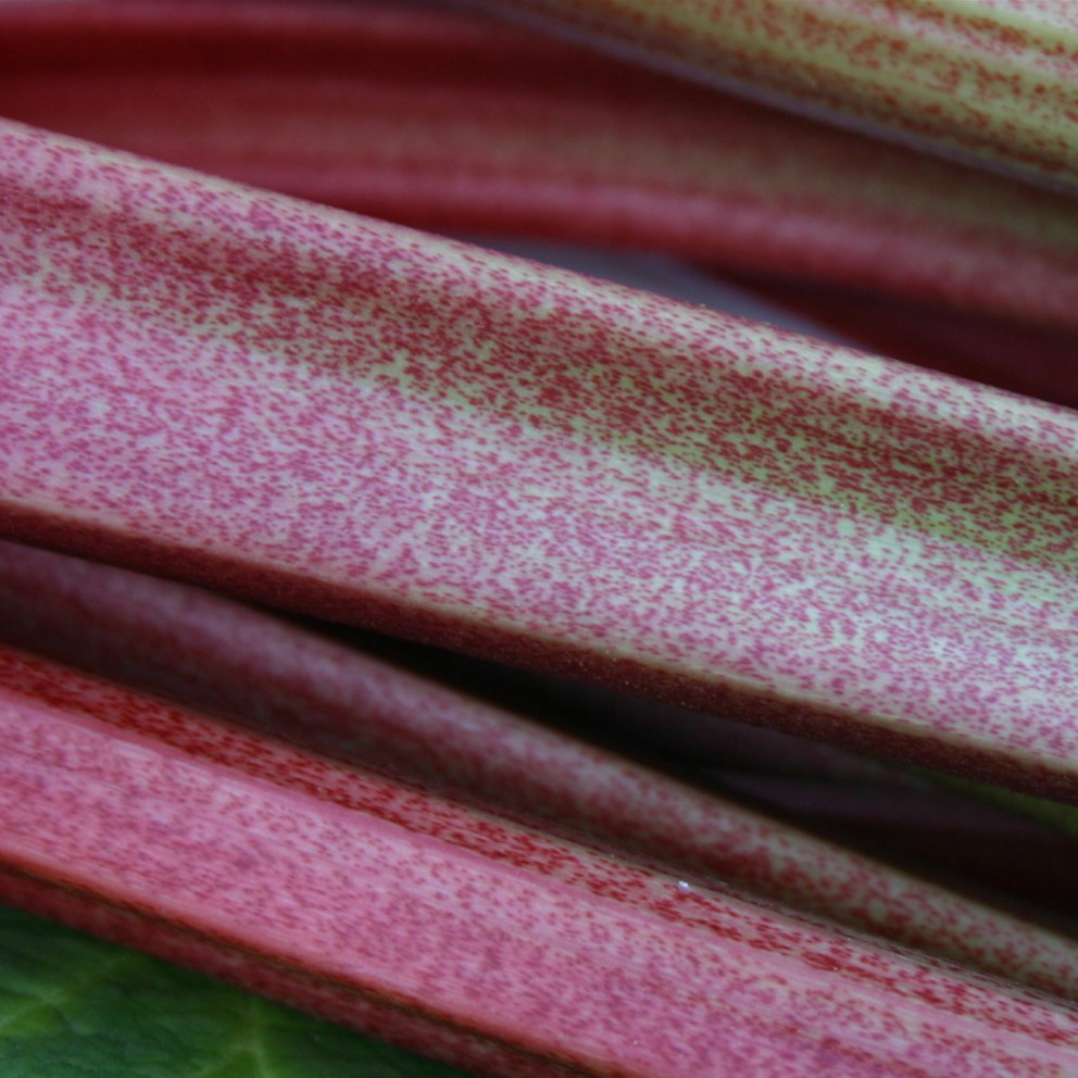 Rhubarb