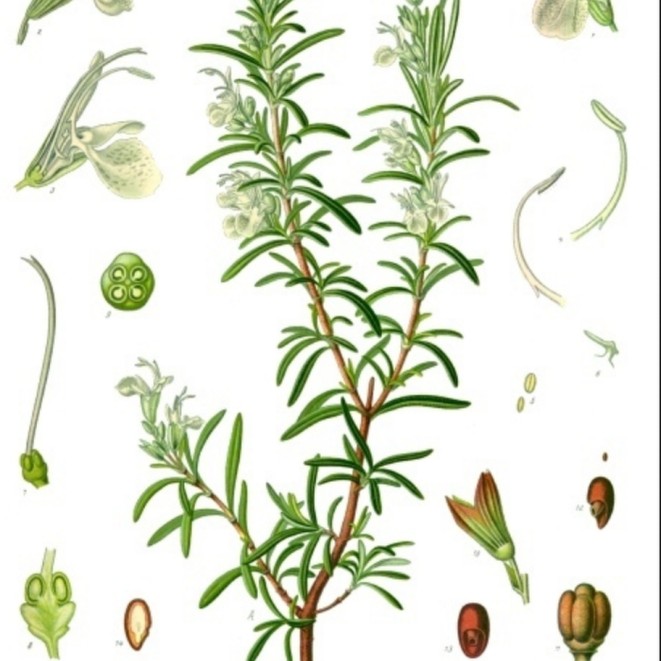 Rosemary, fresh