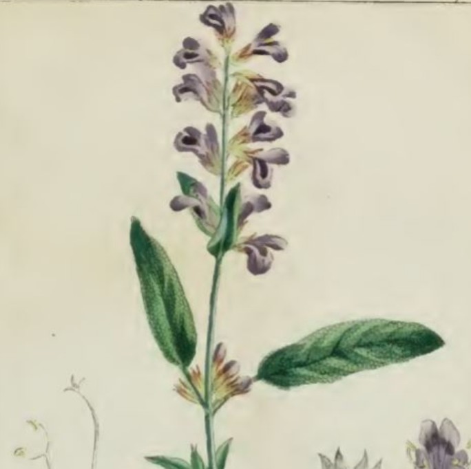 Sage, fresh