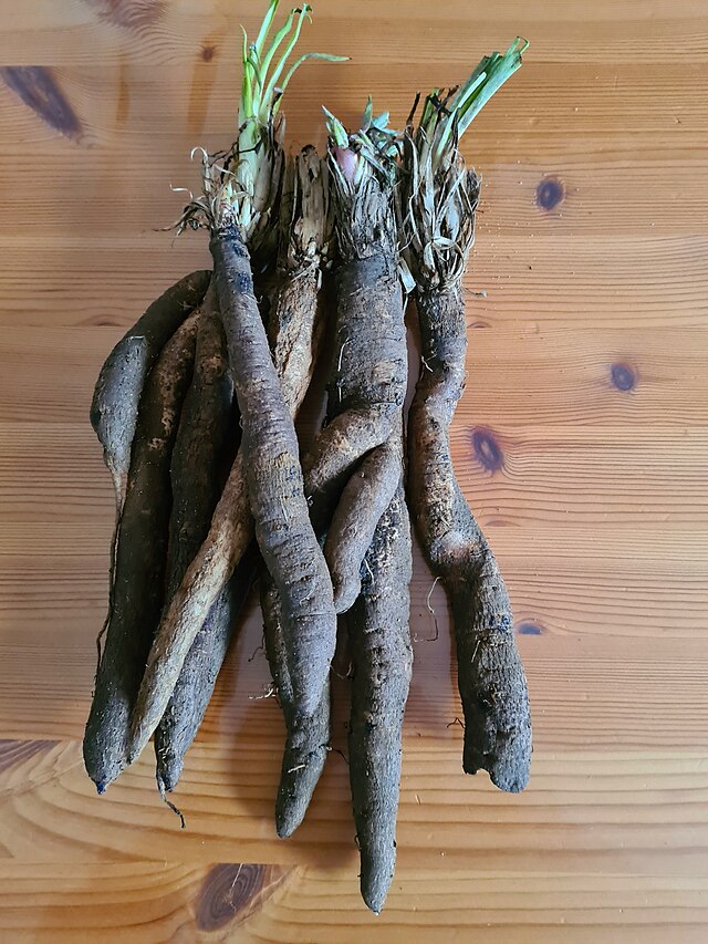 Salsify