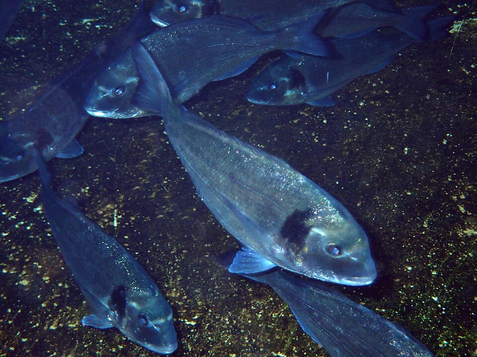 Sea Bream