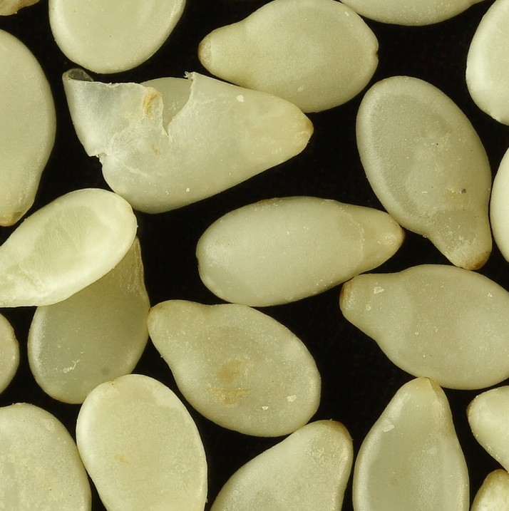 Sesame Seeds