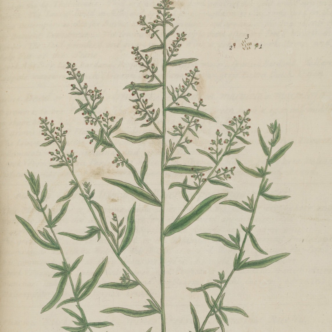 Tarragon, fresh