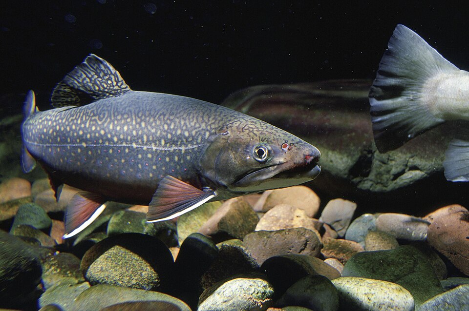 Trout