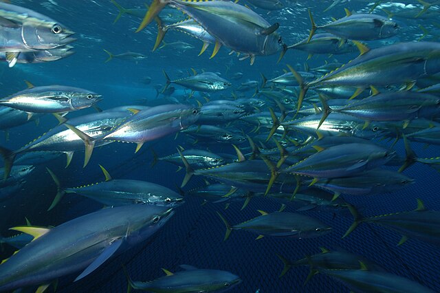 Tuna