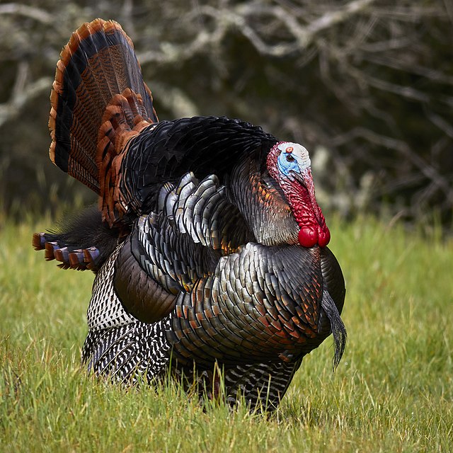 Turkey, whole, raw, weighed with bone