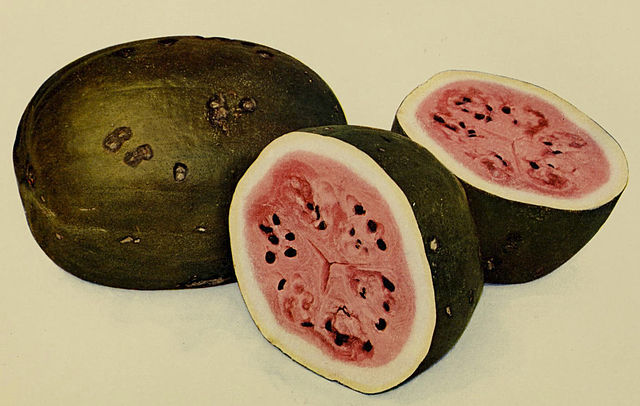 Watermelon