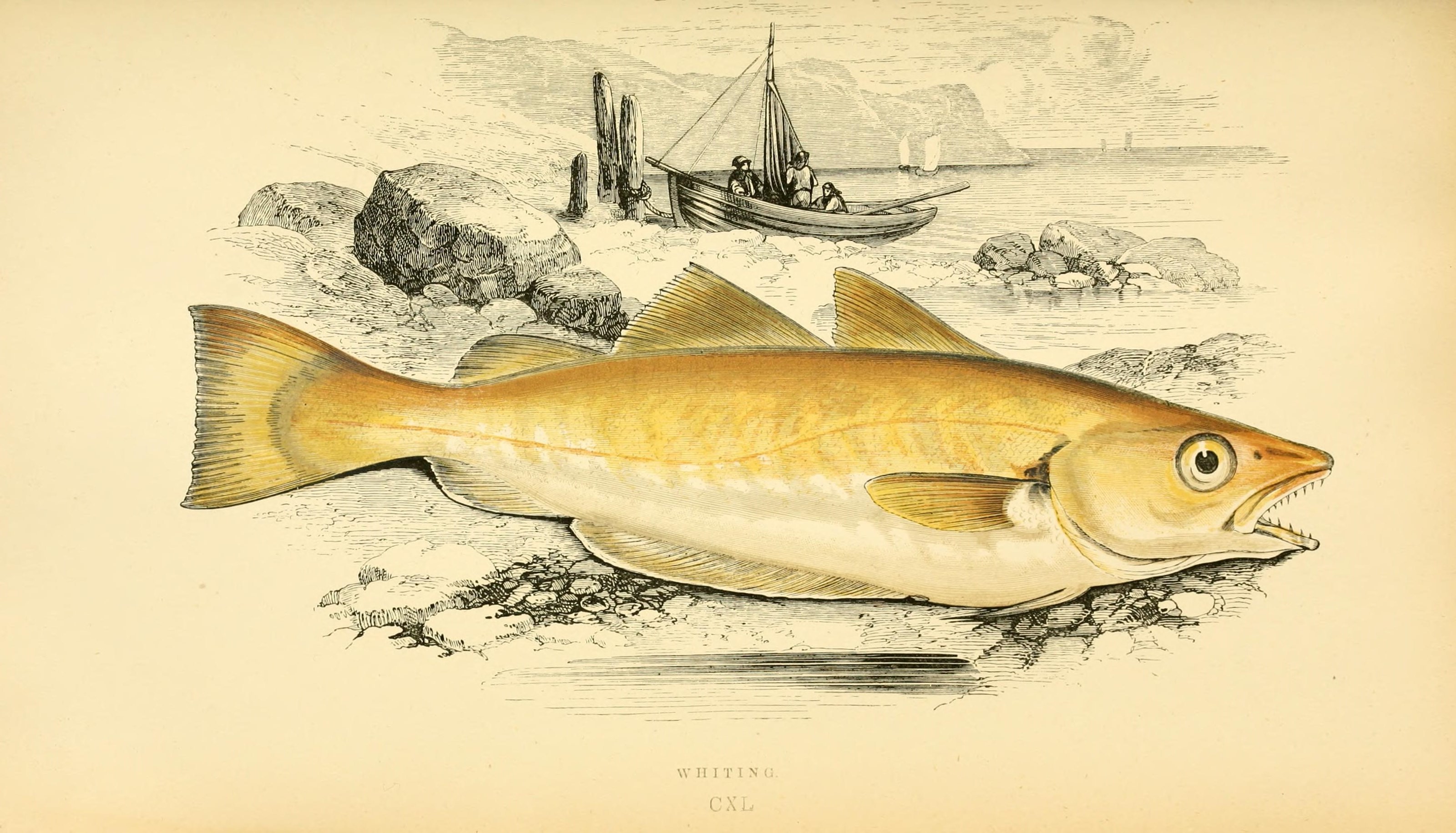 Whiting