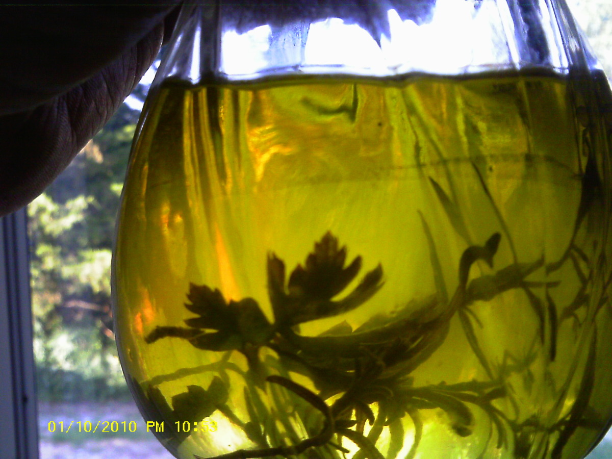 Olive Oil With Herbs